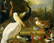 Pelican - 梅尔基奥尔·德·宏德柯特